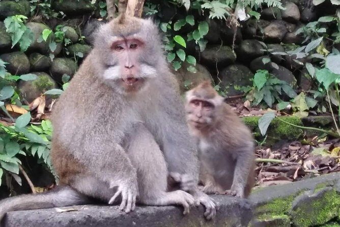 6 Days Best Of Bali And Nusa Penida All Inclusive Private Tour - Price and what $52.18 gets you (and what to watch)