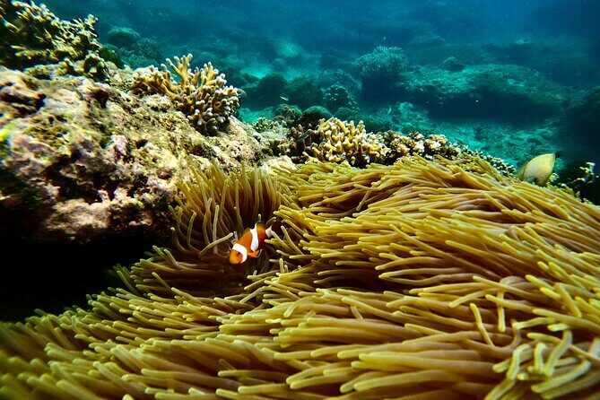 All Inclusive Snorkeling at Blue Lagoon with Lunch - Blue Lagoon Snorkeling: Coral Houses, Clownfish, and the Lucky List
