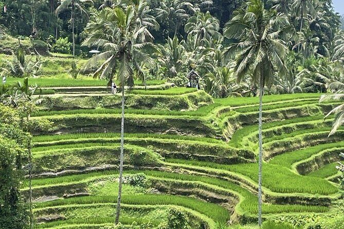 All Inclusive Ubud Cultural and Natural Highlights Tour - Bali Traditional House Gung Aji: culture you can actually see, not just pass