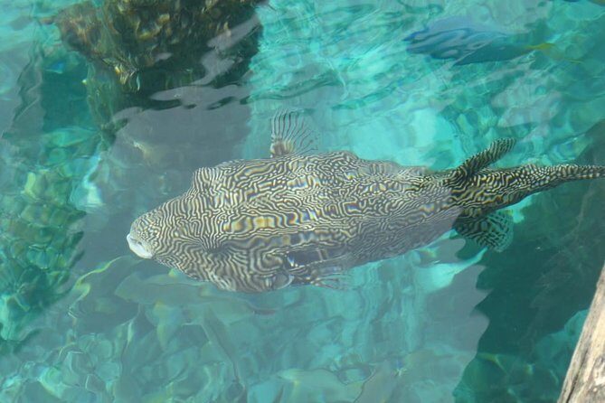 Amazing Blue Lagoon Snorkeling with Private Hotel Transfer - Blue Lagoon snorkeling: the sea life you’re actually after