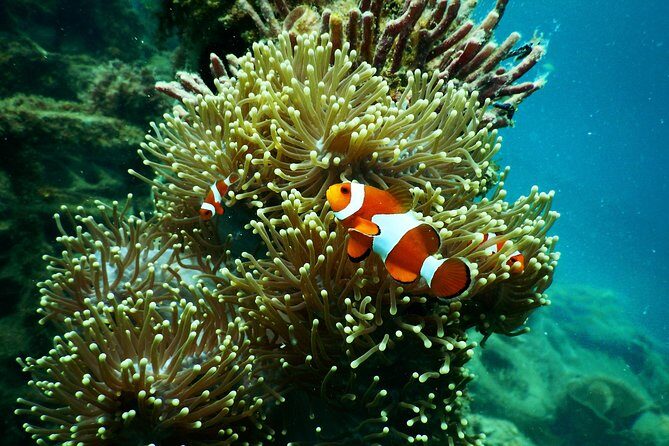 Amazing Blue Lagoon Snorkeling with Private Hotel Transfer - Optional upgrades: Kanto Lampo waterfall or the Gates of Heaven