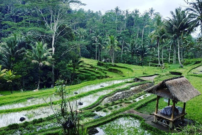Bali: Best Eastern Waterfalls with Private Bali Tours - The Coffee Plantation Stop: Balinese Coffee and Tea Tasting