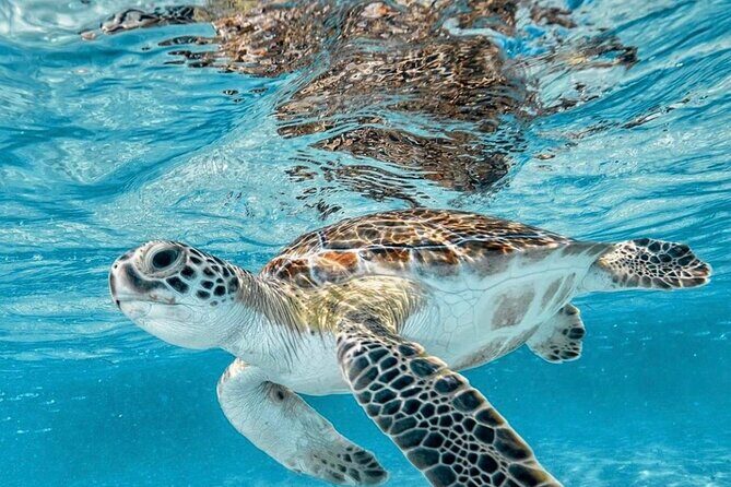 Bali Blue Lagoon Snorkeling with Optional Tour & Activities - Waterfalls and temples after snorkeling: Kanto Lampo, Tegenungan, Batuan
