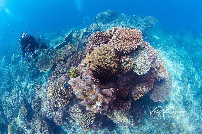 Bali Diving Day Trip-Manta Point/Tulamben Shipwreck-Fun Dive - The 7 AM Start: How the Morning Flow Really Works
