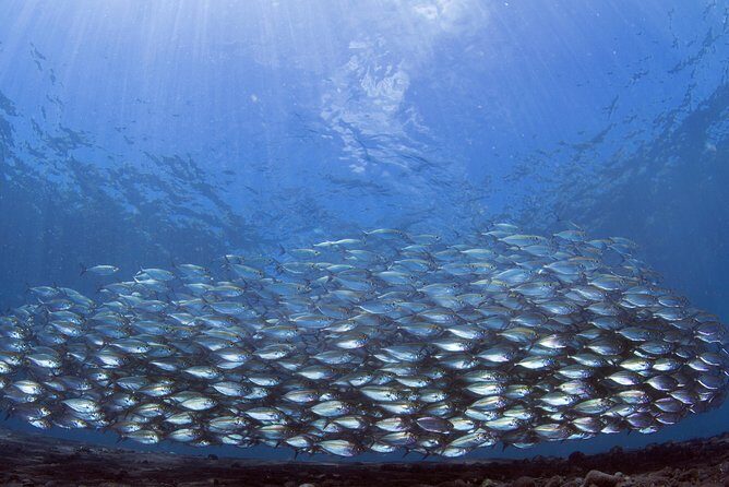 Bali Diving Day Trip-Manta Point/Tulamben Shipwreck-Fun Dive - Price and Value: What $95 Buys (and What You Still Pay For)