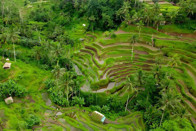 Bali Full Day-Tour: Ubud Sightseeing Trip - Tirta Empul Temple: holy spring and a good-versus-evil tale