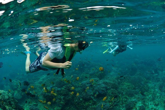 Bali Hai - Aristocat Sailing Cruise - Mushroom Beach + the semi-submersible coral viewer (easy marine viewing)