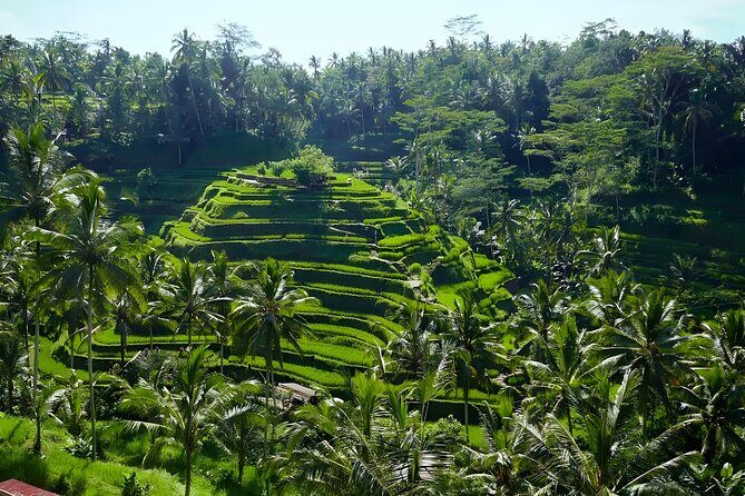 Bali Half Day-Tour: Ubud Night Trip Packages - Tegalalang Rice Terrace at Golden Hour: Photos and Peace