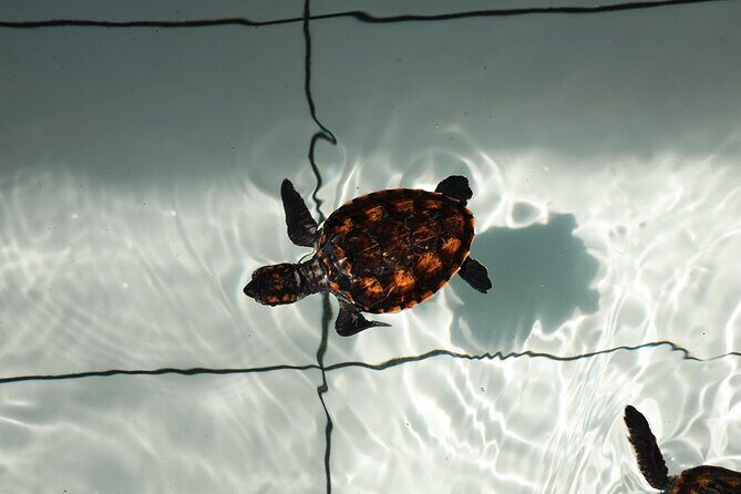 Bali Horse Riding and Turtle Release at Saba Beach - Sea turtles at Saba Asri: more than a feel-good moment