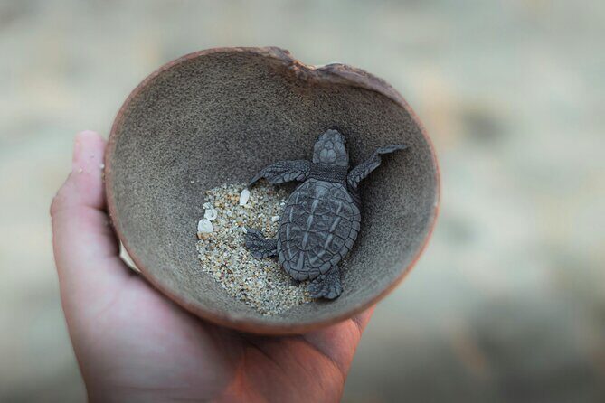 Bali Horse Riding and Turtle Release at Saba Beach - Tegenungan Waterfall: a classic stop with real downtime