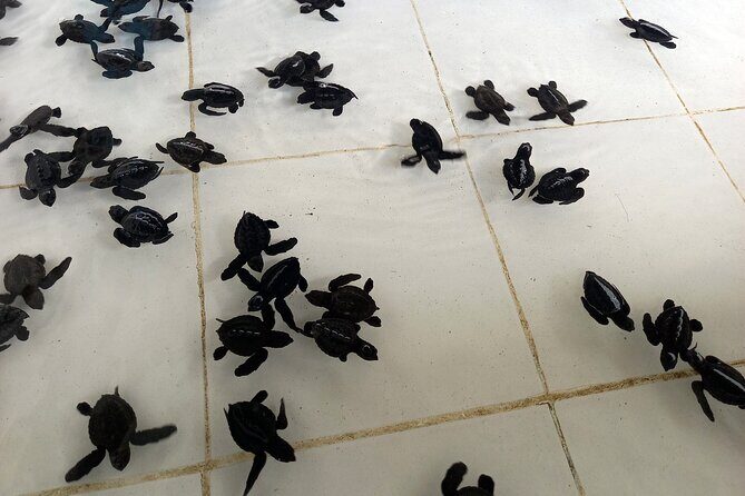 Bali Horse Riding and Turtle Release at Saba Beach - Pickup, timing, and group feel (it’s private, so use it)