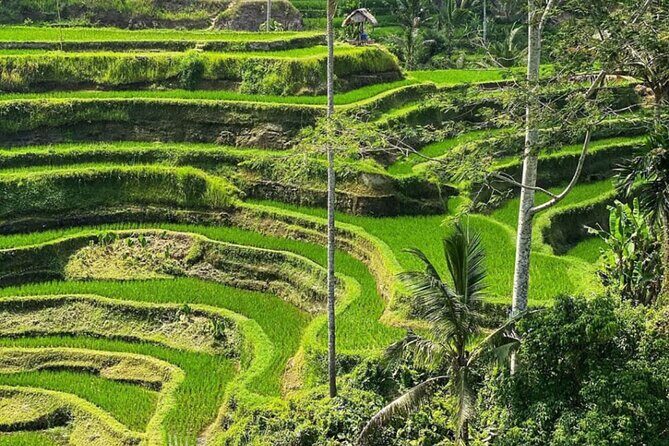 Bali Swing, Monkey Forest and Waterfall Private Tour - Tibumana Waterfall: A Quieter Cascade Break in the Green