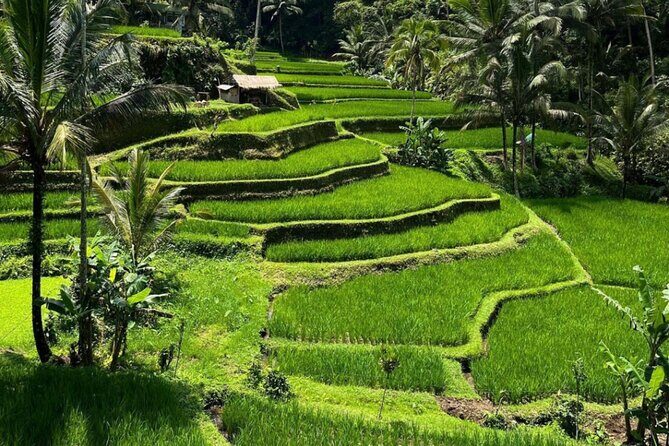 Bali Swing, Monkey Forest and Waterfall Private Tour - Lunch Break and Recharging Between Nature Stops