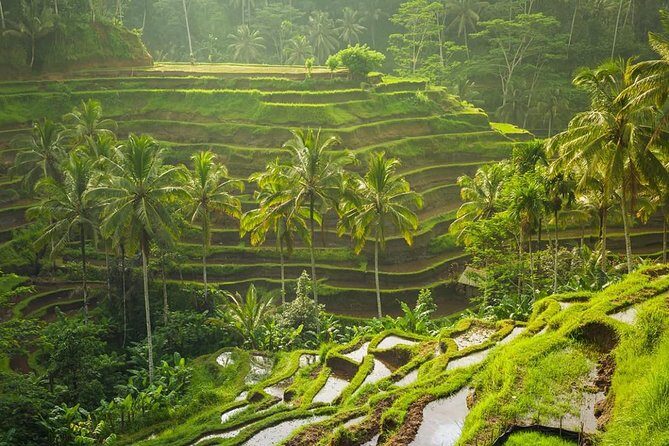 Bali Tribal Private Tour - Experience the best of Ubud, Bali - Stop 1: Sacred Monkey Forest Sanctuary and the 12.5-Hectare Temple-Jungle Mix