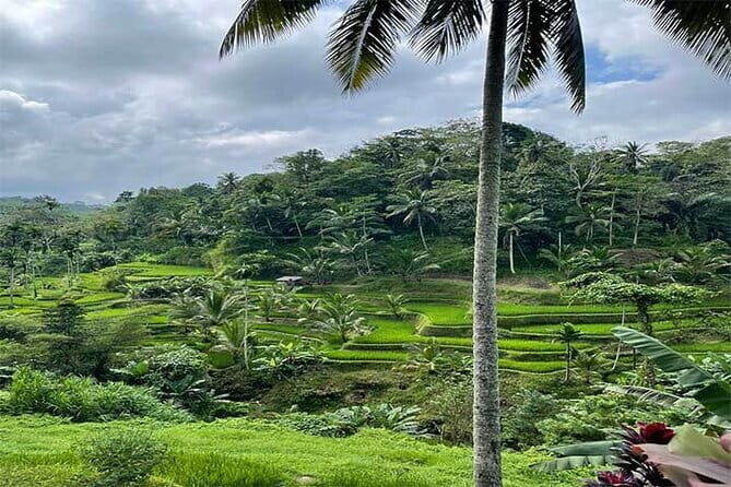 Banyumala Waterfall, Jatiluwih, Ulun Danu and Tanah Lot tours - Jatiluwih Green Land: rice terraces you can walk and bike