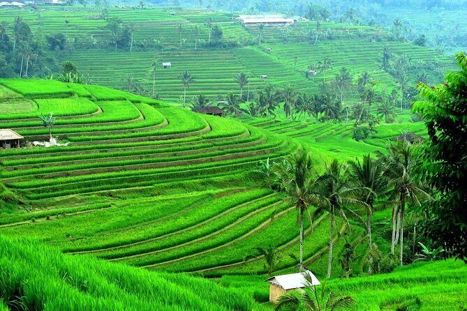 Beratan , lake side temple tour , all inclusive - Banyumala Twin Waterfalls: Short Trek, Real Forest Vibes