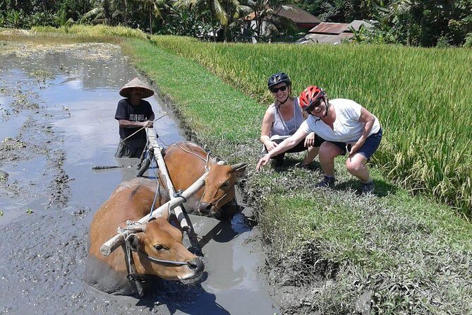 Bike ride in the rice fields, Bali countryside - Meet Real People: Guides Who Talk, Not Just Lead