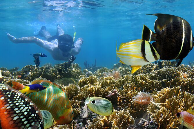 Blue Lagoon Snorkeling - Bali Best Snorkeling Site - Lunch in Padangbai: built-in recovery instead of searching for food