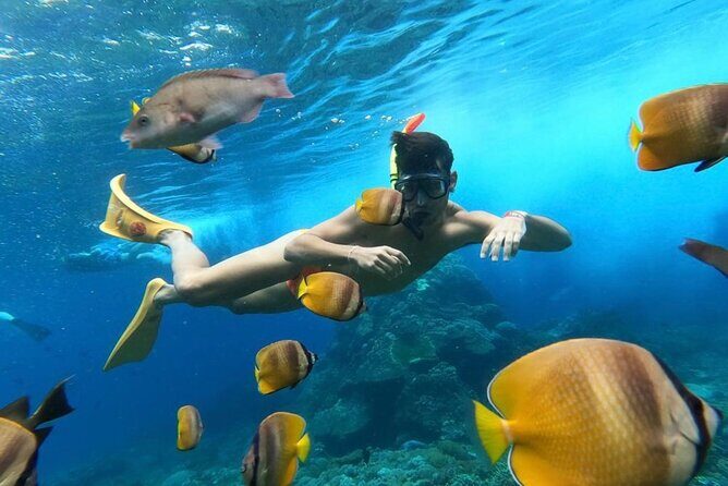 Day Trip: Nusa Penida Snorkling - Snorkeling Plan: Manta Point, Crystal Bay, and Gamat Bay
