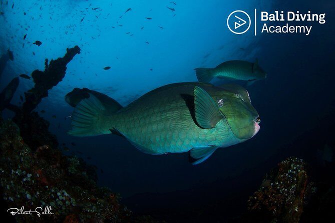 Day Trip Snorkeling in Tulamben - Explore Liberty Wreck (pick up in South Bali) - Key points to know before you go