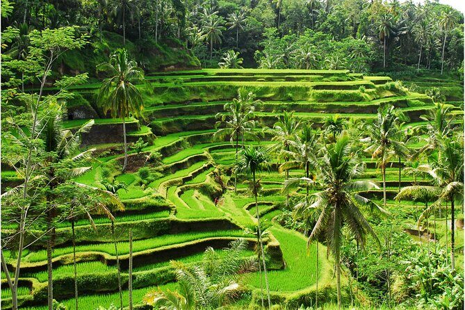 Discover Ubud: 2 Days Ubud Private Tour - Why this Ubud 2-day plan works (Barong to Tirta Empul)