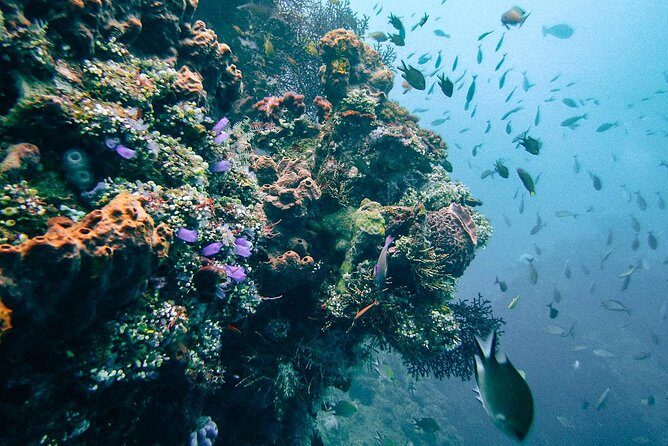 Dive at Tulamben Bali USS Liberty Ship Wreck - Who should book this USS Liberty shipwreck experience?
