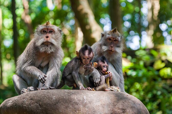 Full Day Best of Ubud Private Tour - Pickup, Timing, and the 8–10 Hour Rhythm