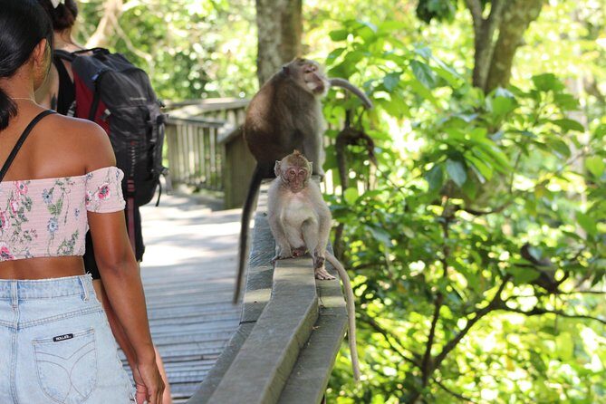 Full day Tour to Best of Ubud with jungle swing - A one-day Ubud best-of that saves you from traffic math