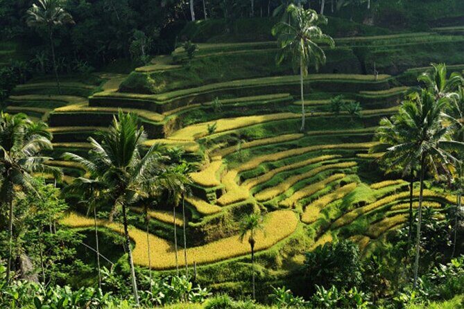 Full Day – Ubud Art Village and Mount Batur Kintamani with Lunch - Sacred Monkey Forest Sanctuary and Tegalalang Rice Terraces