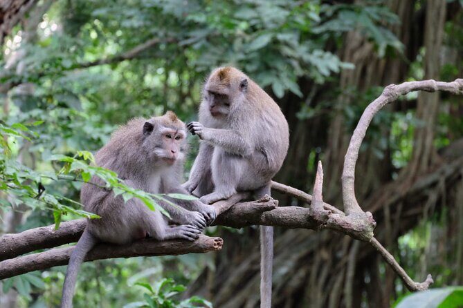 Goa Gajah / Elephant Cave Temple And Ubud Tour - All Inclusive - Ulu Petanu Waterfall: A Breather Before Tirta Empul
