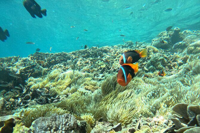 No:#1. Penida Island Tour And Snorkeling With Manta - The Manta-Spotting Route: Where You’ll Go and Why Each Bay Matters