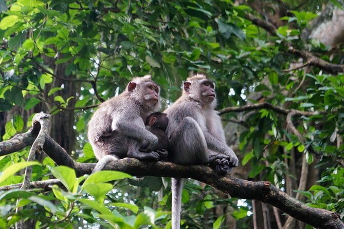 Private Bali Customized Tours - Waterfalls and lake temples: Tegenungan, Tukad Cepung, and Bratan