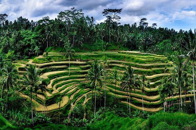 Private Full Day Tour In Ubud Bali - Stop 2: Tegalalang Rice Terrace for cliffside views and classic Ubud photos