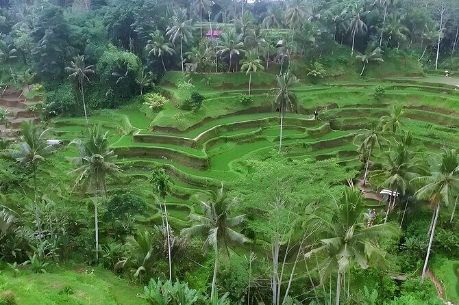Private Half-Day Tour: The Best Ubud Half Day Trip Packages - Sacred Monkey Forest: fun, chaos, and a few rules to stay safe