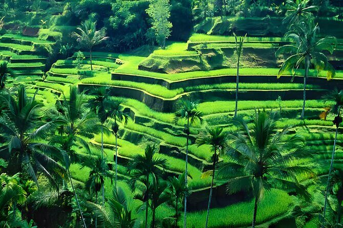 Private Half-Day Tour: Ubud Tour Packages - The extra stops you pass: temples, wood carving, and gold & silversmith