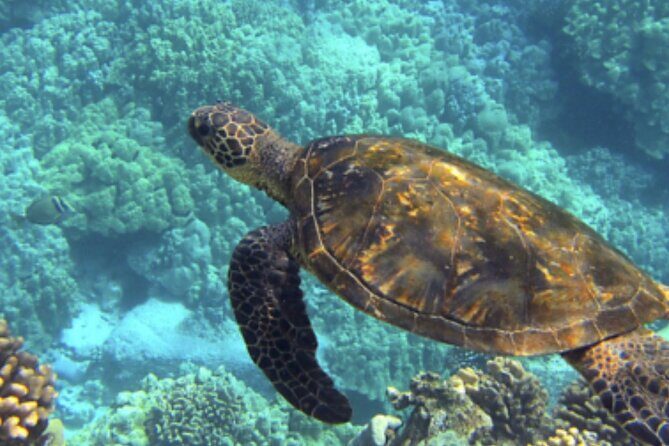 Private Snorkeling from Nusa Penida - Manta Bay: The Main Event for Manta-Ray Spotting