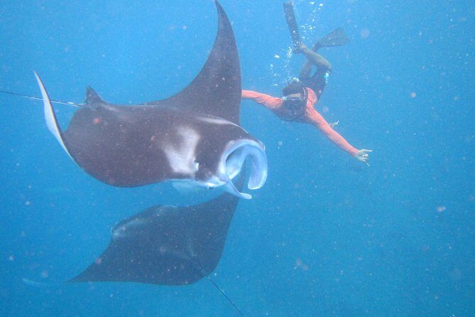 Snorkeling Day Trip To Lembongan and Penida - Key things to know before you go