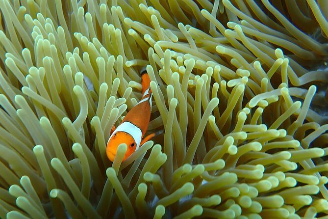 Snorkeling Day Trip To Lembongan and Penida - The snorkeling plan: three sites with a manta-first priority