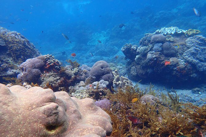 Snorkeling Day Trip To Lembongan and Penida - Kayaking through the mangroves: a calm ending