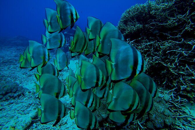 Snorkeling Day Trip to Nusa Lembongan and Nusa Penida - Nusa Penida Stop 2: Where Manta Rays Are the Big Target