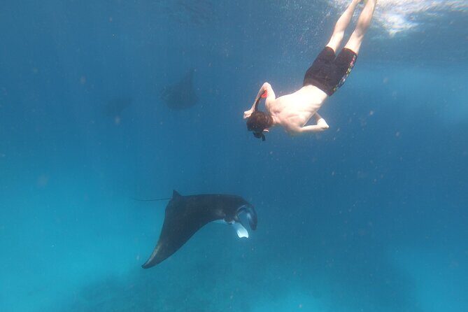 Snorkeling Day Trip to Nusa Lembongan and Nusa Penida - Mangrove Point Stop 3 on Lembongan: A Different Flavor Before the Return