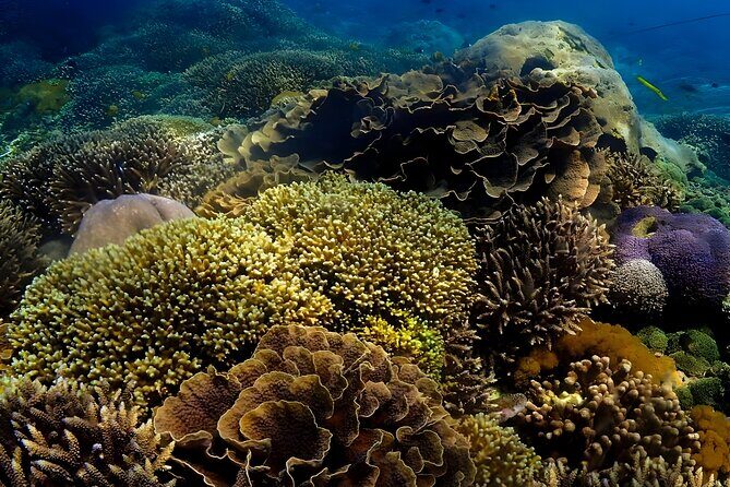 Snorkeling In Nusa Penida Departing From Bali Island - How the Transport Actually Works (and What It Means for Your Day)