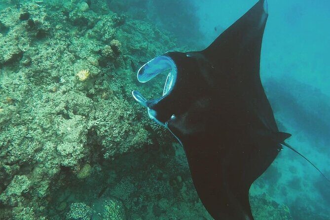 Snorkeling In Nusa Penida Island With Manta Ray From Bali - Manta Bay Session: The Big-Rays Moment and the Rules of the Game