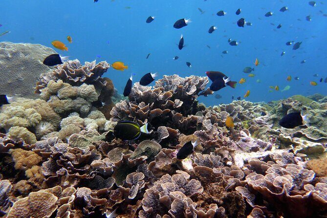 Snorkeling Nusa Penida and Island Tour Package - How This Nusa Penida Tour Actually Flows (Sanur to Toyapakeh)