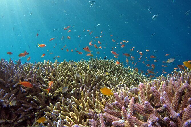 Snorkeling Nusa Penida and Island Tour Package - Three Snorkel Stops: Manta Point, Wall Point, and Mangrove Point