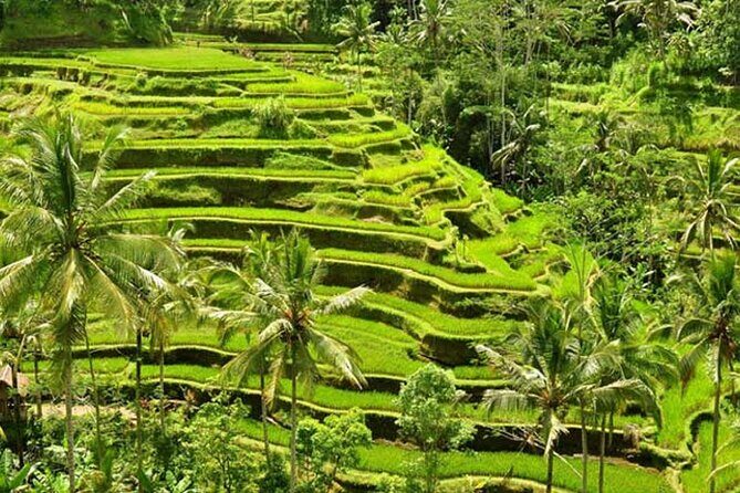 Tlaga Singha Infinity Pool, Jungle swing & Rice Terrace Trip - What you really pay for: value of tickets, swing, and pool access
