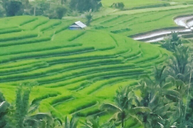 Ubud Buggy Adventure & Costumize Activities & cultural tours - From Seminyak Area to Ubud: Pickup, Drive Time, and Reality Checks