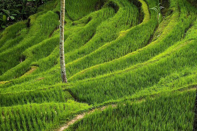 Ubud Cultural Day Tour: A Day for Balinese Cultural Experience - Batuan Temple and Goa Gajah: ancient places with strong storytelling