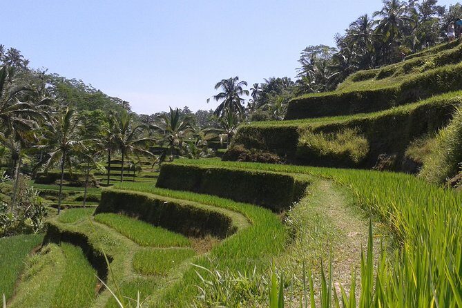 Ubud Cultural Day Tour: A Day for Balinese Cultural Experience - Elephant Cave plus the coffee stop: how the day balances religion and daily life