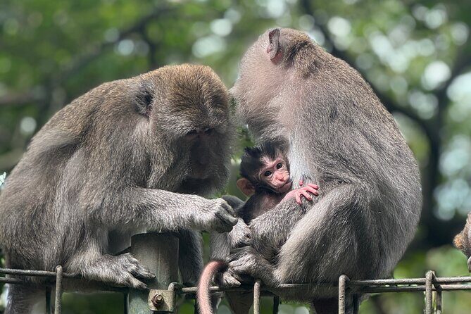 Ubud Day Tour with Private Car & Local Driver - Price and logistics: what you’re really buying